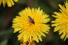 Empis ciliata