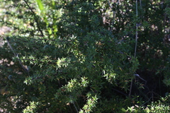 Cliffortia tridentata