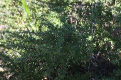 Cliffortia tridentata