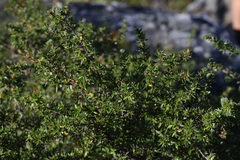 Cliffortia tridentata