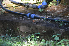 Hypargos niveoguttatus