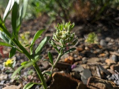Alyssum umbellatum