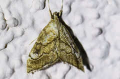 Scybalistodes periculosalis