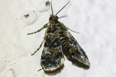 Elophila occidentalis