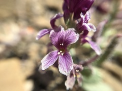 Streptanthus callistus