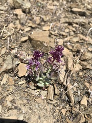 Streptanthus callistus