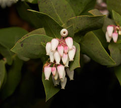 Arctostaphylos pallida