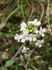 Arabidopsis halleri