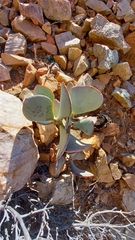 Crassula arborescens arborescens