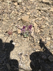 Streptanthus callistus