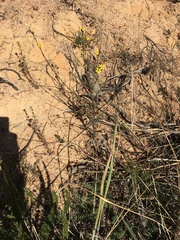 Senecio pubigerus