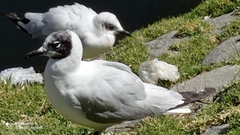 Chroicocephalus serranus