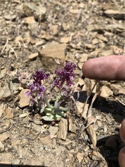 Streptanthus callistus