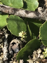 Hydrocotyle prolifera