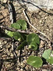 Hydrocotyle prolifera