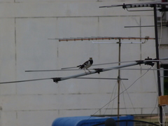 Gracupica nigricollis