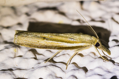 Fissicrambus intermedius