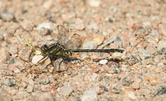 Phanogomphus descriptus