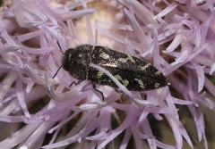 Acmaeodera retifera