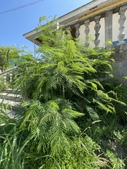 Senegalia berlandieri