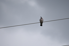 Columba palumbus
