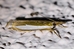 Crambus sperryellus
