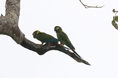 Primolius auricollis