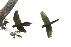 Primolius auricollis