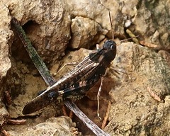 Arphia pseudonietana