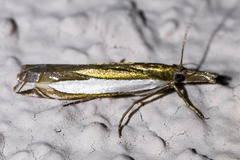 Crambus sperryellus