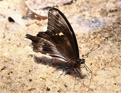 Papilio epiphorbas