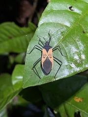 Leptoscelis limbativentris