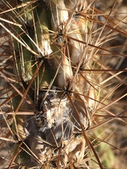 Cylindropuntia ganderi