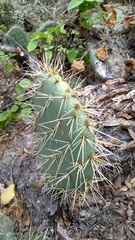 Opuntia robusta