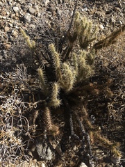 Cylindropuntia ganderi