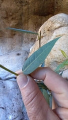 Ficus cordata cordata