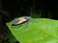 Leptoscelis limbativentris
