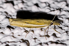 Fissicrambus profanellus