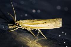 Fissicrambus intermedius