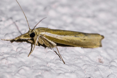 Fissicrambus intermedius