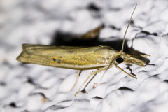 Fissicrambus intermedius