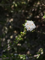 Phylica lasiocarpa