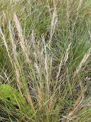 Aristida junciformis