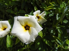 Angiospermae