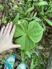 Trillium erectum