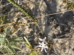 Wahlenbergia calcarea