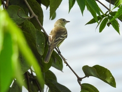 Tyrannidae
