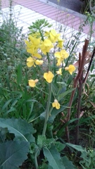 Brassica