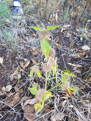 Leucas martinicensis