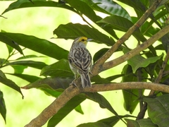 Ammodramus aurifrons